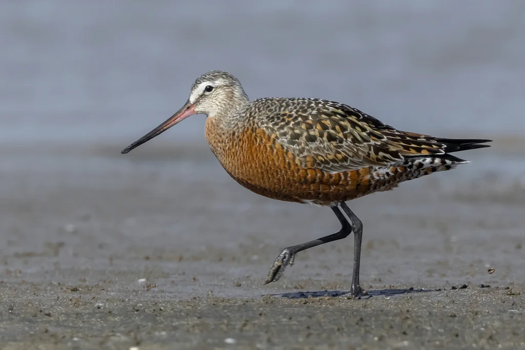 棕塍鹬(Limosa haemastica)