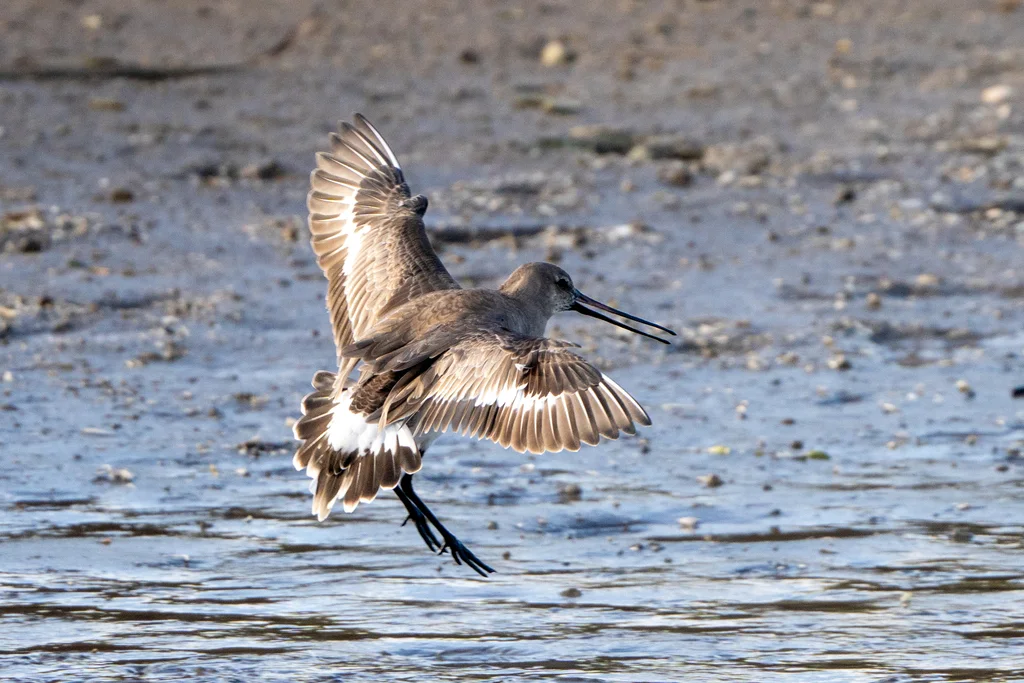 棕塍鹬(Limosa haemastica)