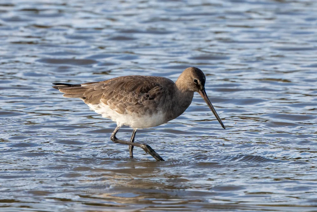 棕塍鹬(Limosa haemastica)