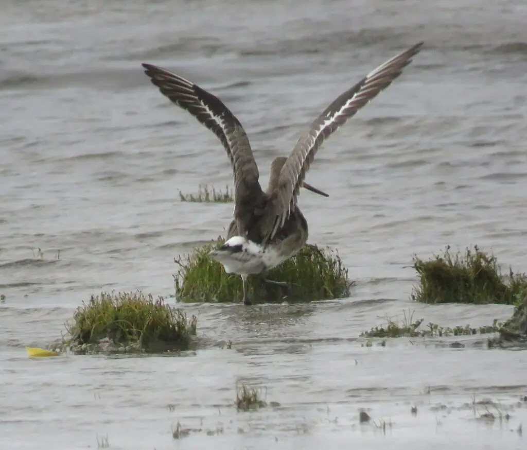 棕塍鹬(Limosa haemastica)