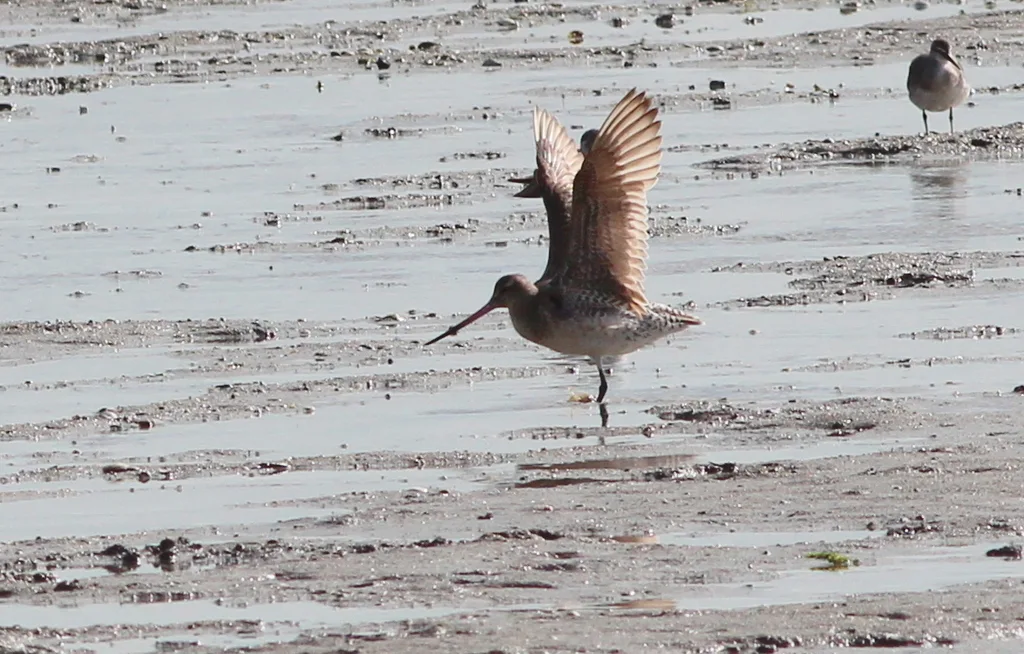 斑尾塍鹬(Limosa lapponica)