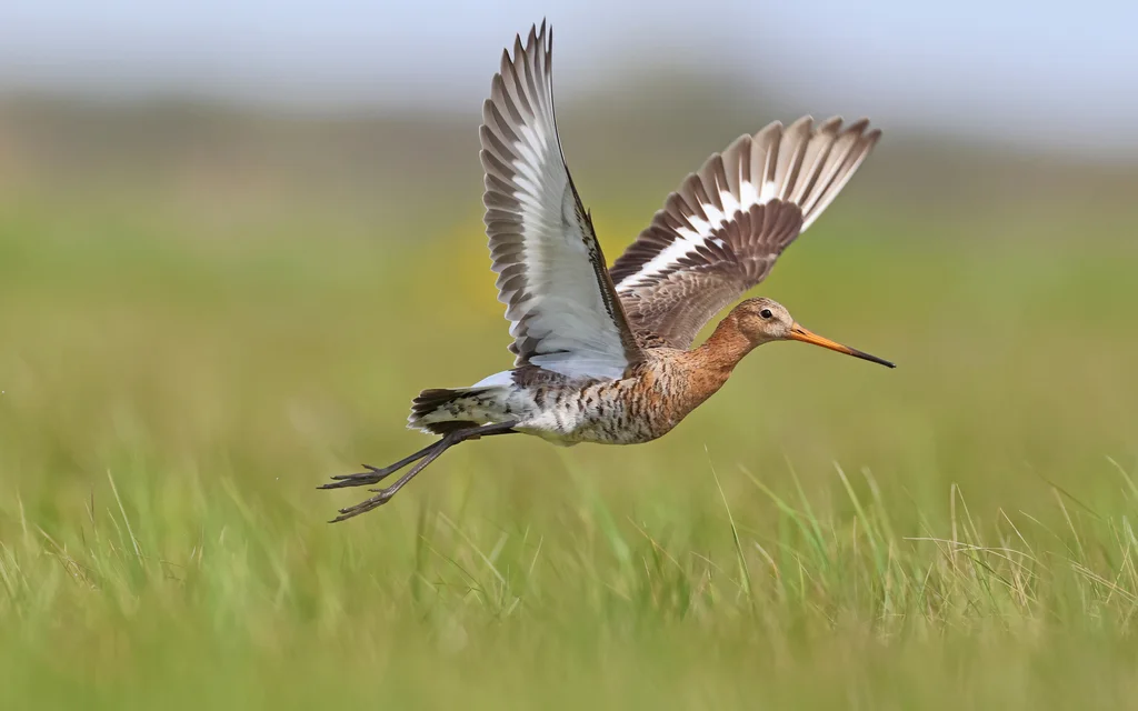 黑尾塍鹬(Limosa limosa)