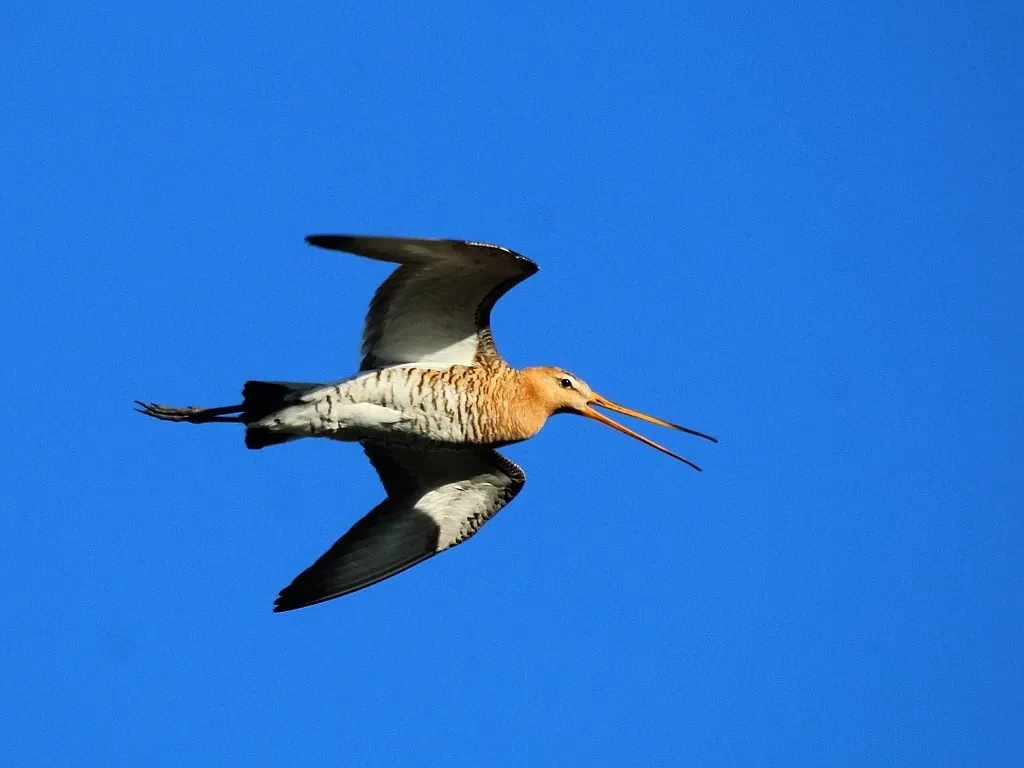 黑尾塍鹬(Limosa limosa)