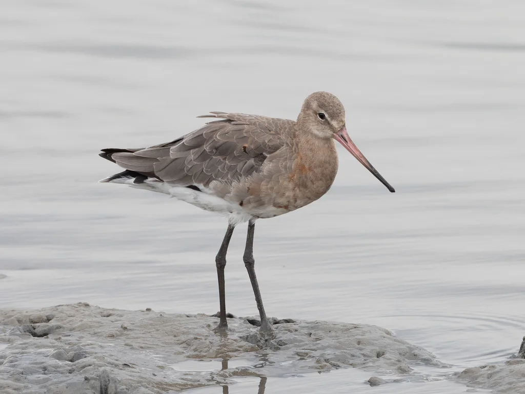 黑尾塍鹬(Limosa limosa)