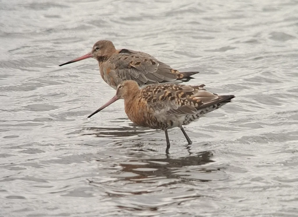 黑尾塍鹬(Limosa limosa)