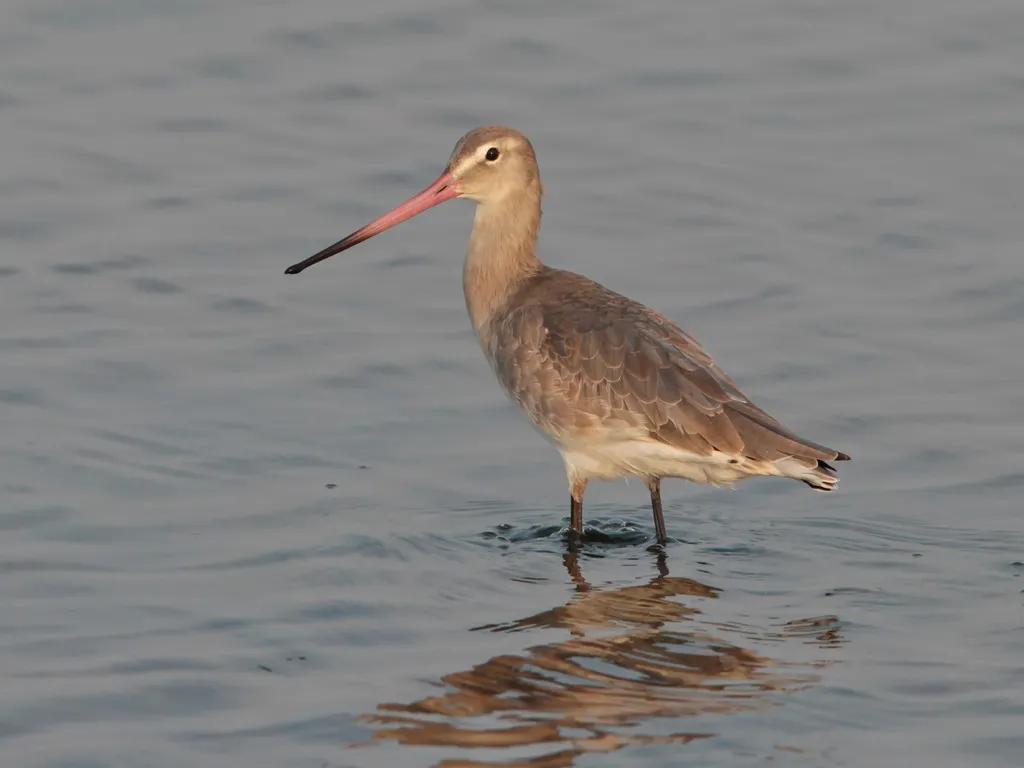 黑尾塍鹬(Limosa limosa)