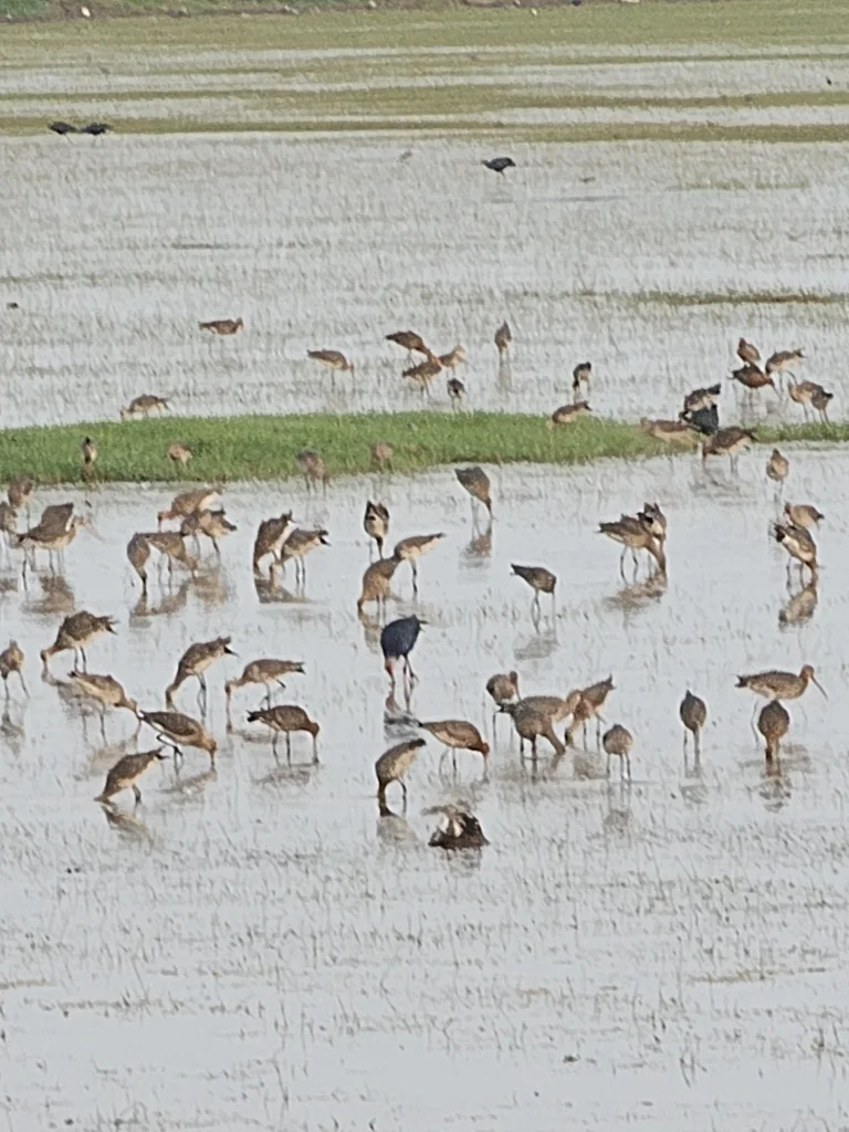 黑尾塍鹬(Limosa limosa)