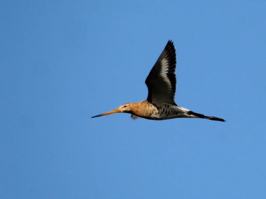 黑尾塍鹬(Limosa limosa)