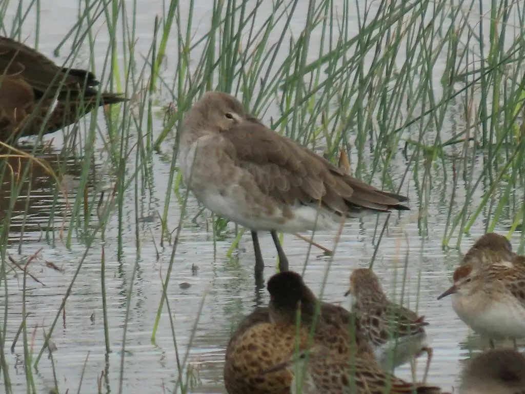 黑尾塍鹬(Limosa limosa)