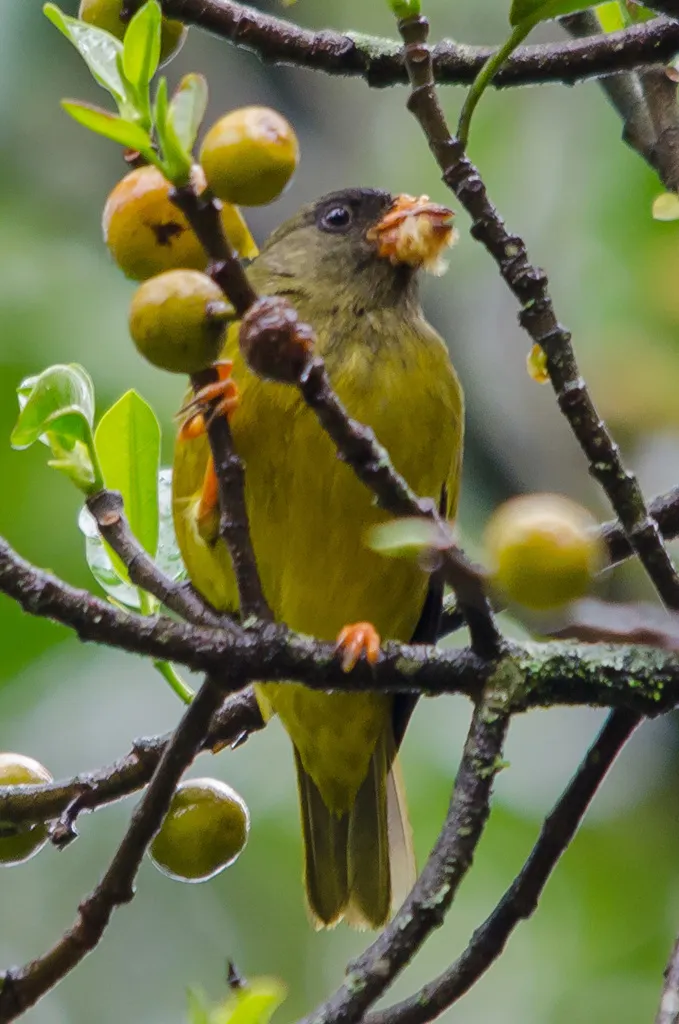 鹂雀(Linurgus olivaceus)