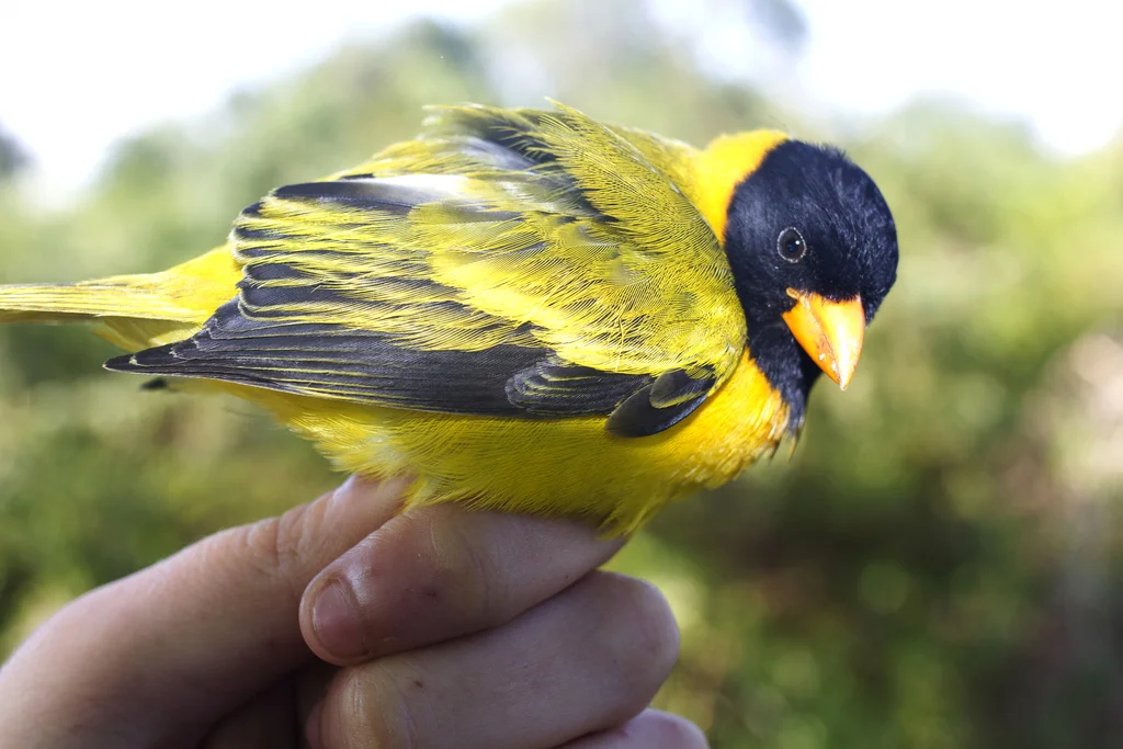 鹂雀(Linurgus olivaceus)