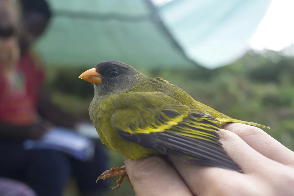 鹂雀(Linurgus olivaceus)