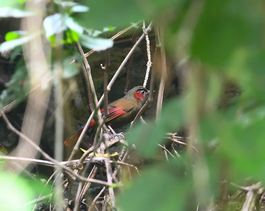 灰头薮鹛(Liocichla phoenicea)