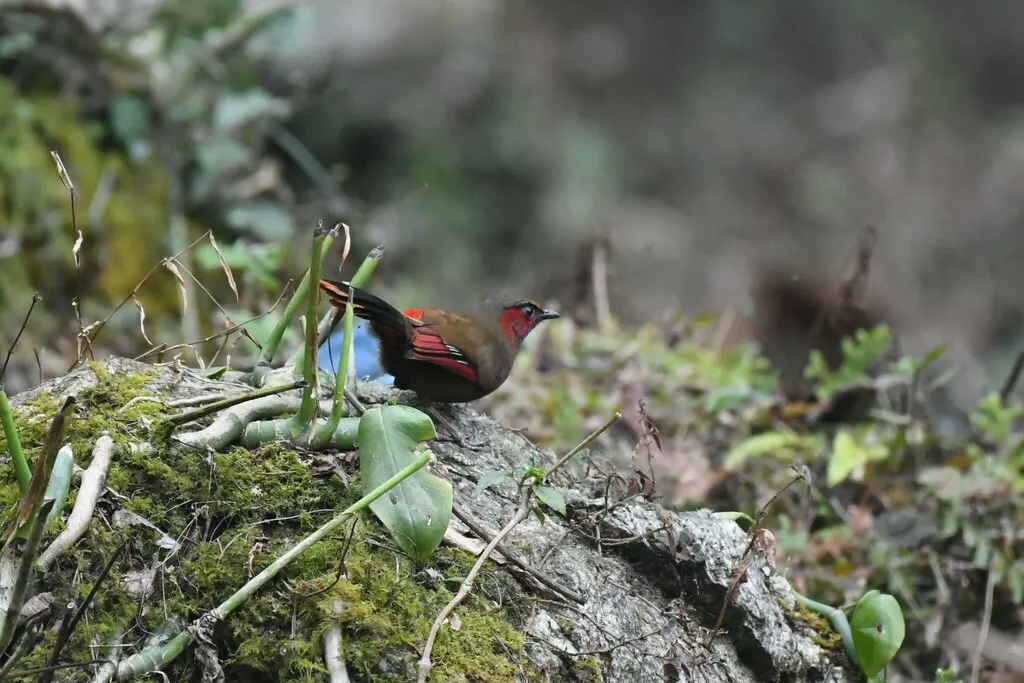灰头薮鹛(Liocichla phoenicea)