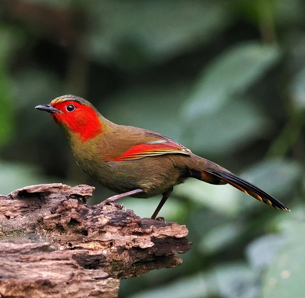红翅薮鹛(Liocichla ripponi)