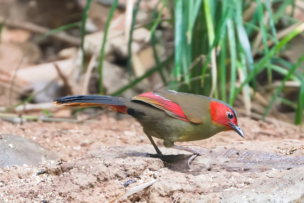 红翅薮鹛(Liocichla ripponi)