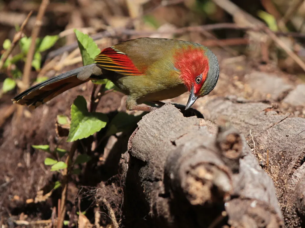 红翅薮鹛(Liocichla ripponi)