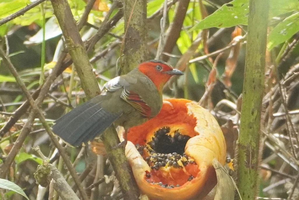 红翅薮鹛(Liocichla ripponi)