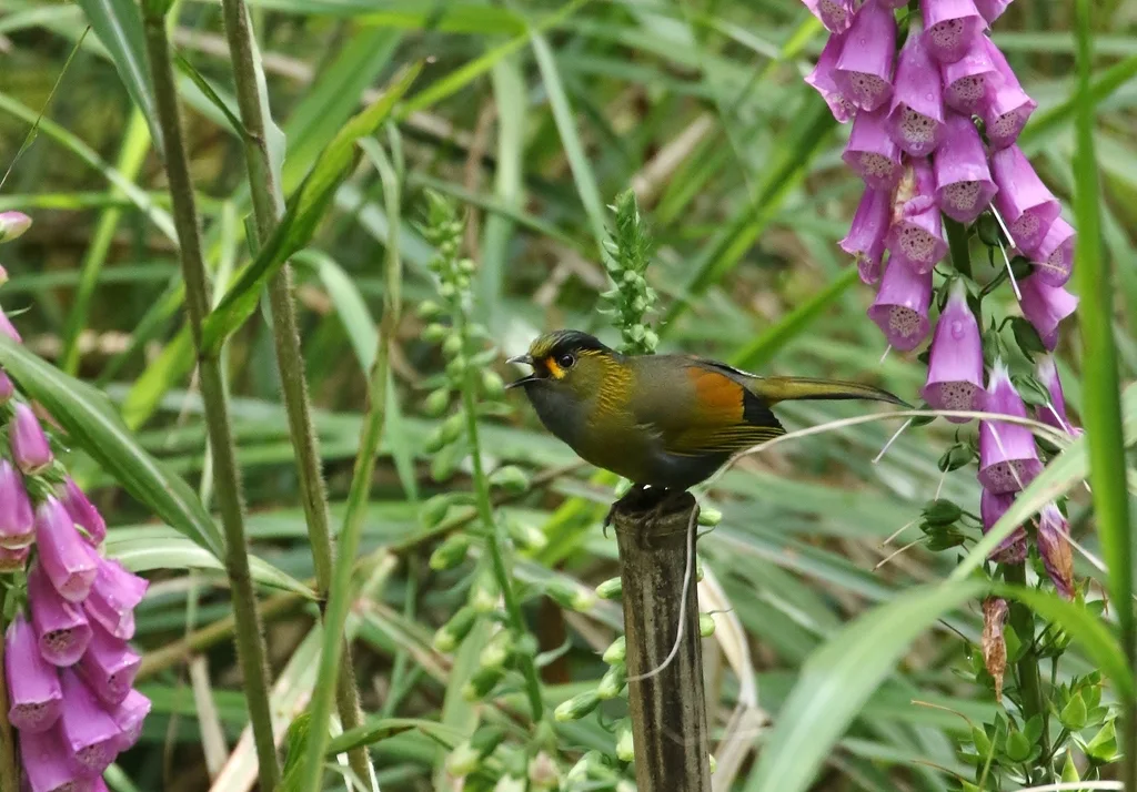 黄痣薮鹛(Liocichla steerii)