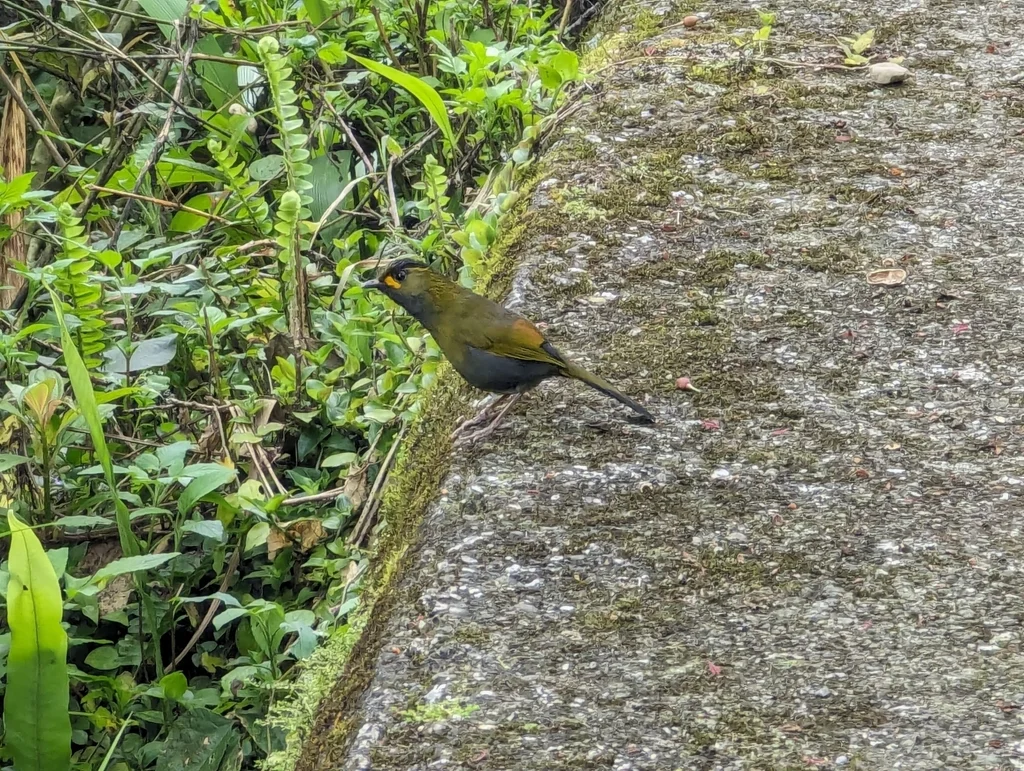 黄痣薮鹛(Liocichla steerii)
