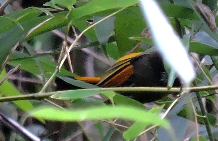 金胸雀鹛(Lioparus chrysotis)
