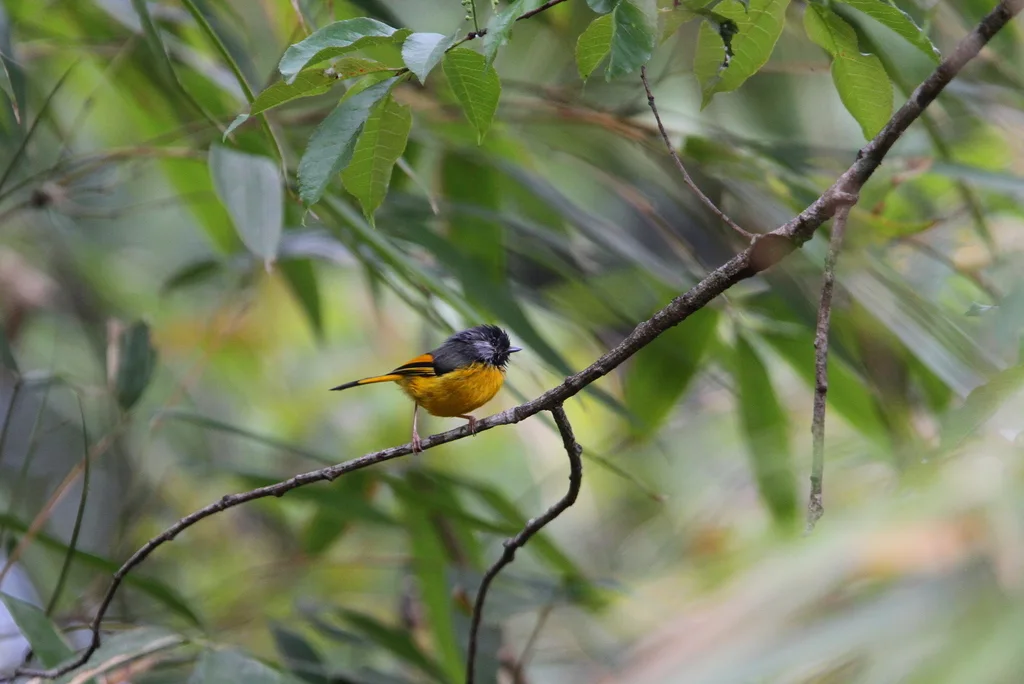 金胸雀鹛(Lioparus chrysotis)