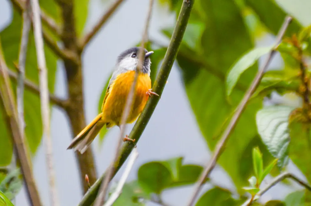 金胸雀鹛(Lioparus chrysotis)