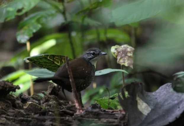锈纹窜鸟(Liosceles thoracicus)