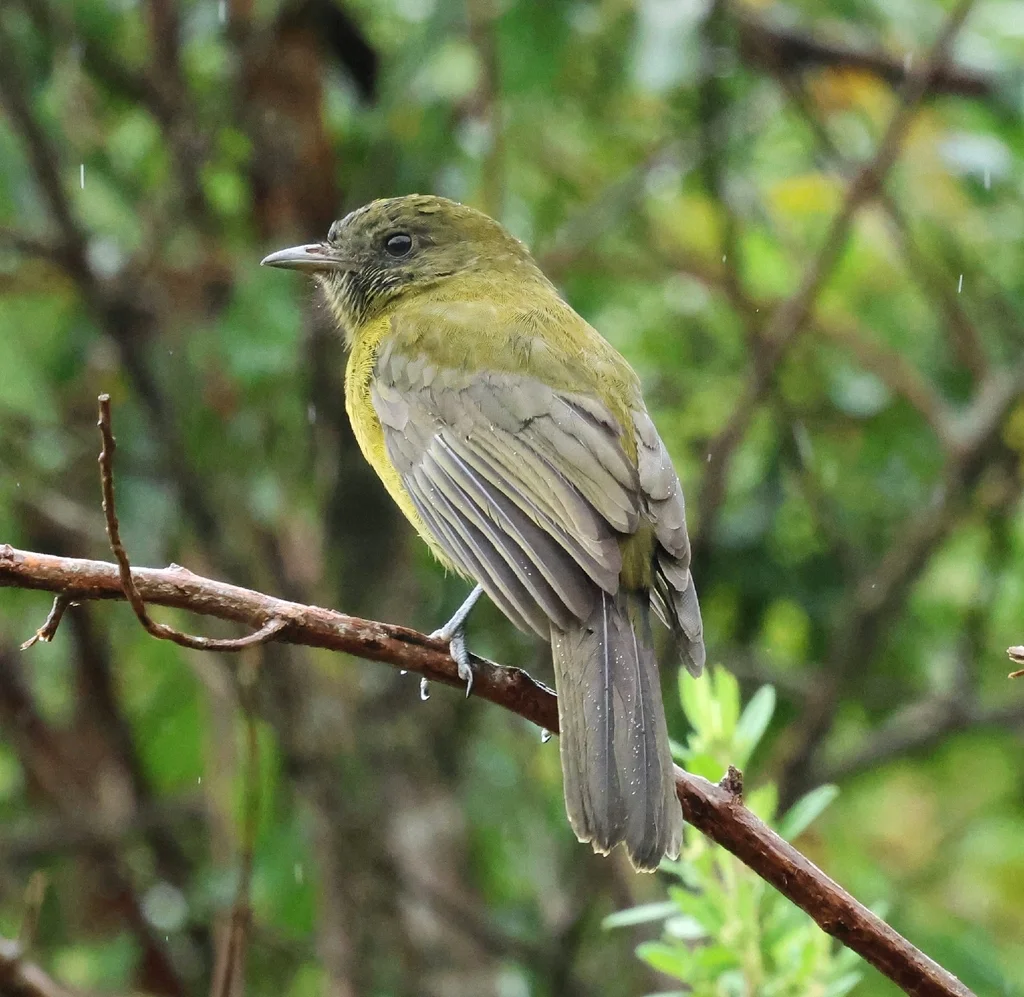 灰翅伞鸟（Lipaugus conditus）