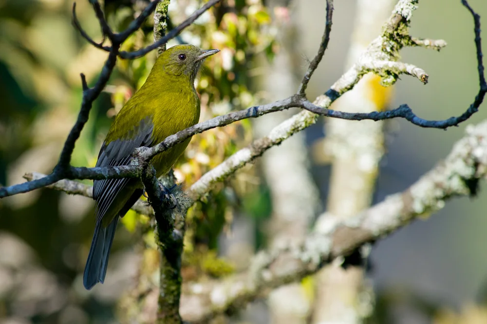 灰翅伞鸟（Lipaugus conditus）