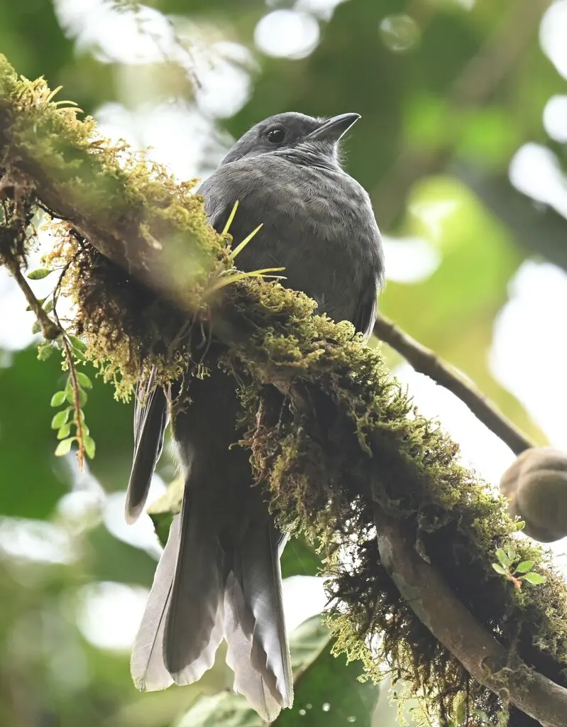 暗色伞鸟(Lipaugus fuscocinereus)