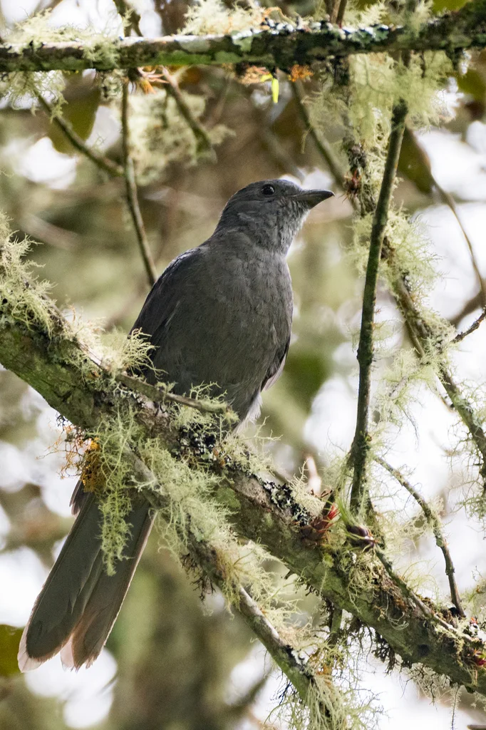 暗色伞鸟(Lipaugus fuscocinereus)