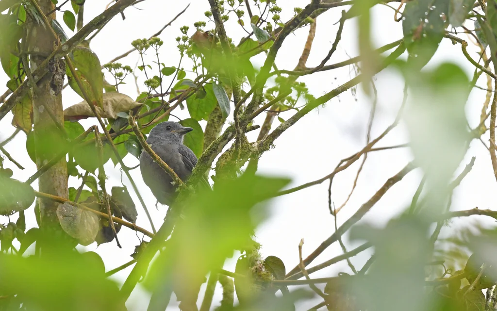 暗色伞鸟(Lipaugus fuscocinereus)