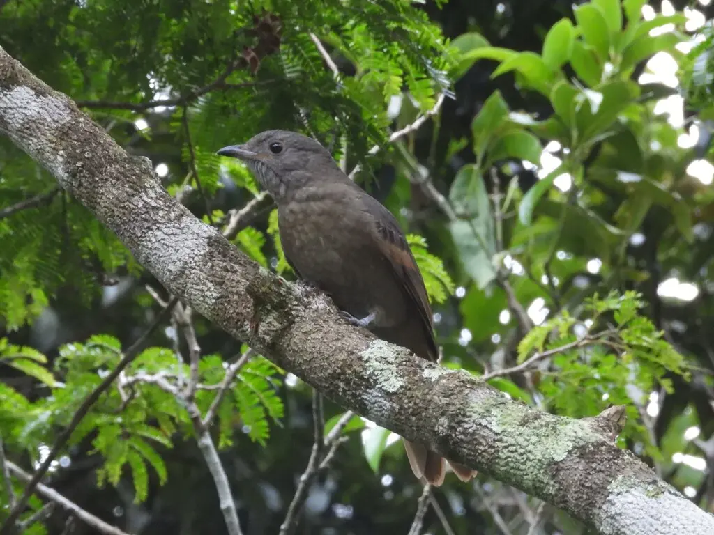 红肛伞鸟(Lipaugus lanioides)