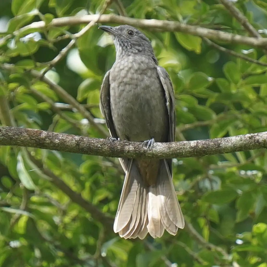 红肛伞鸟(Lipaugus lanioides)