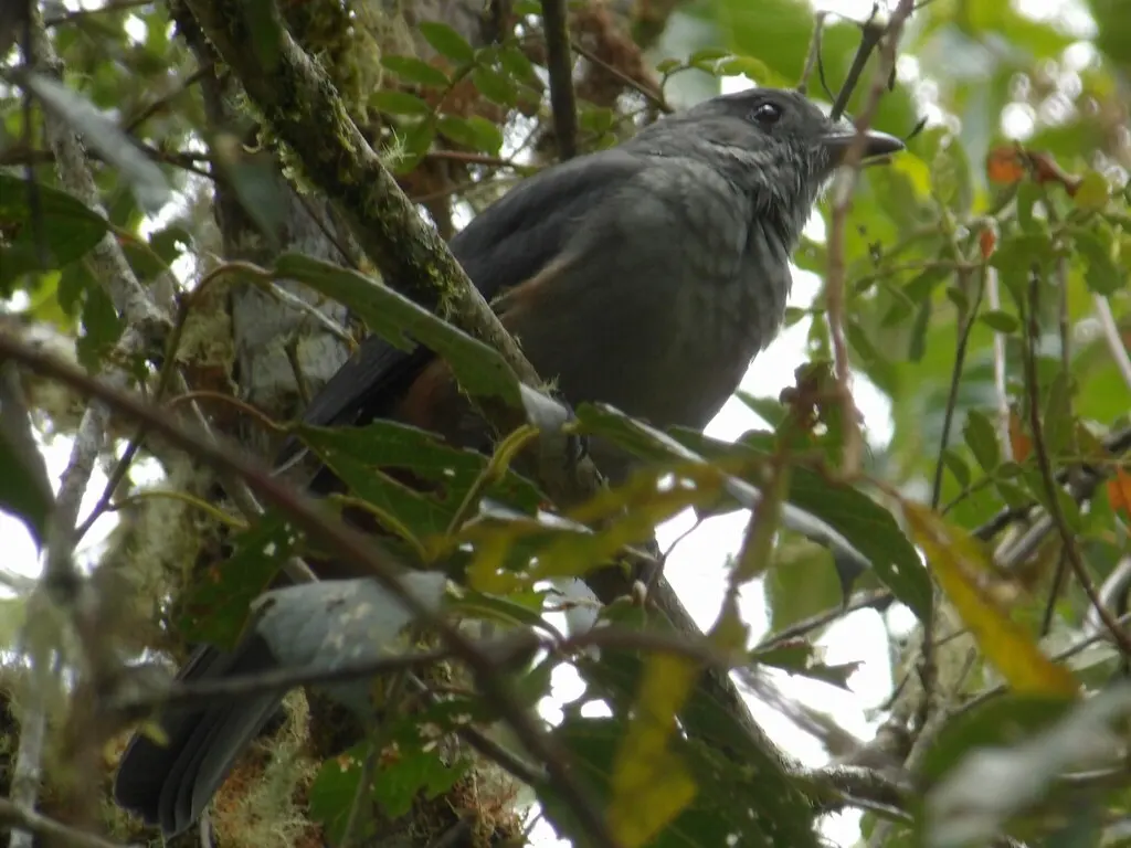 镰翅伞鸟(Lipaugus uropygialis)