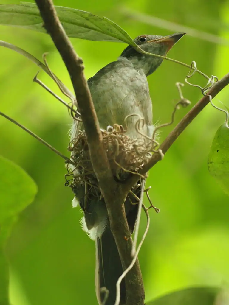 尖声伞鸟(Lipaugus vociferans)
