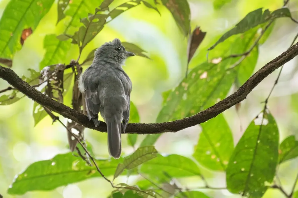 尖声伞鸟(Lipaugus vociferans)