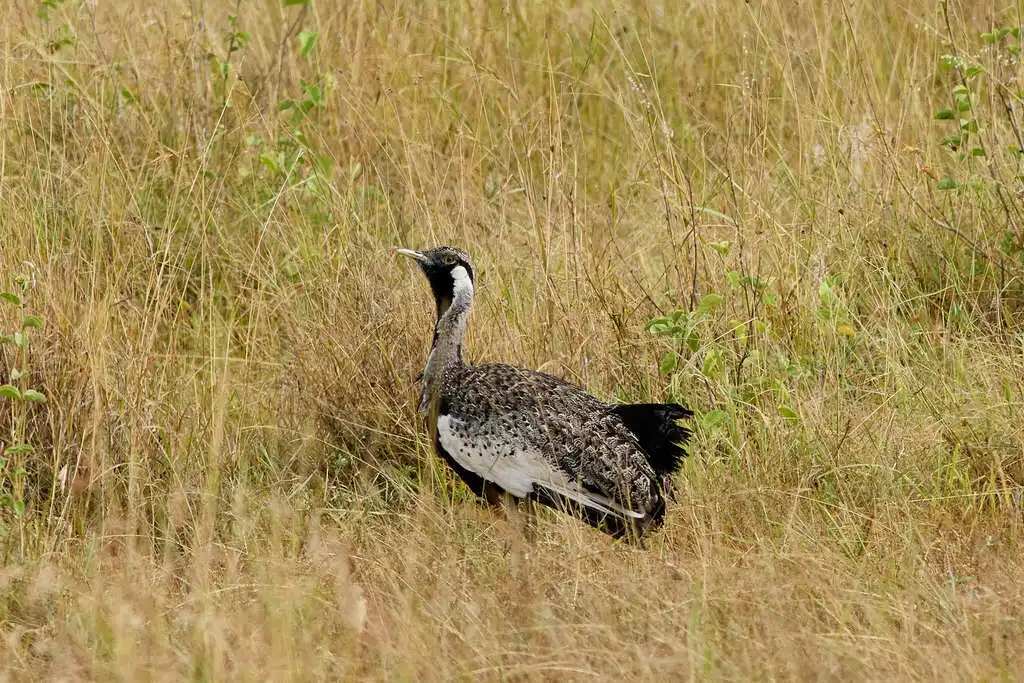 灰黑腹鸨（Lissotis hartlaubii）