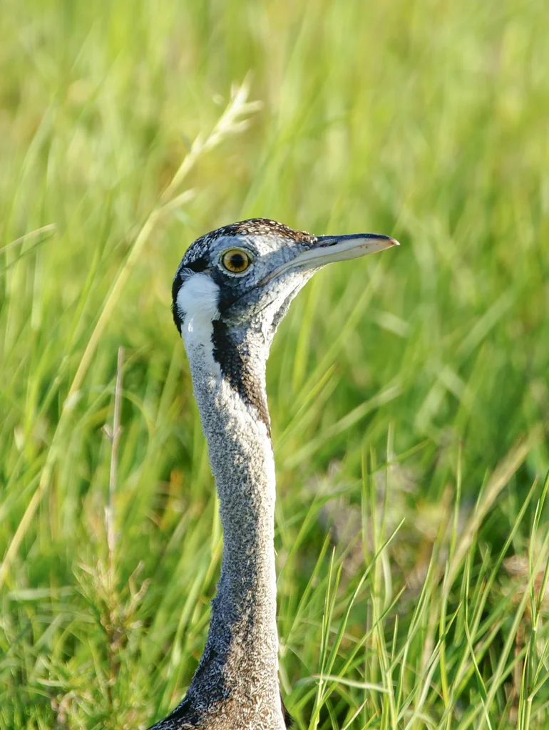 灰黑腹鸨（Lissotis hartlaubii）