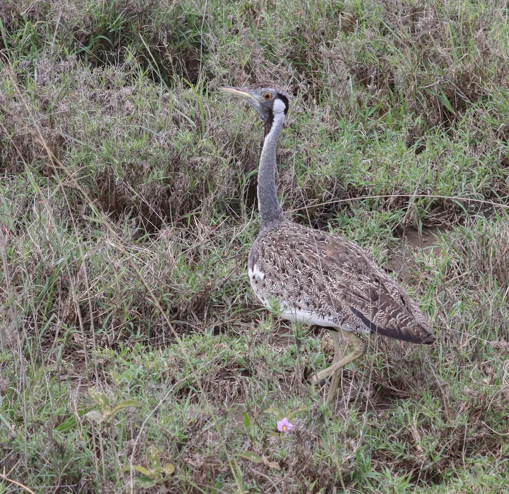 灰黑腹鸨（Lissotis hartlaubii）