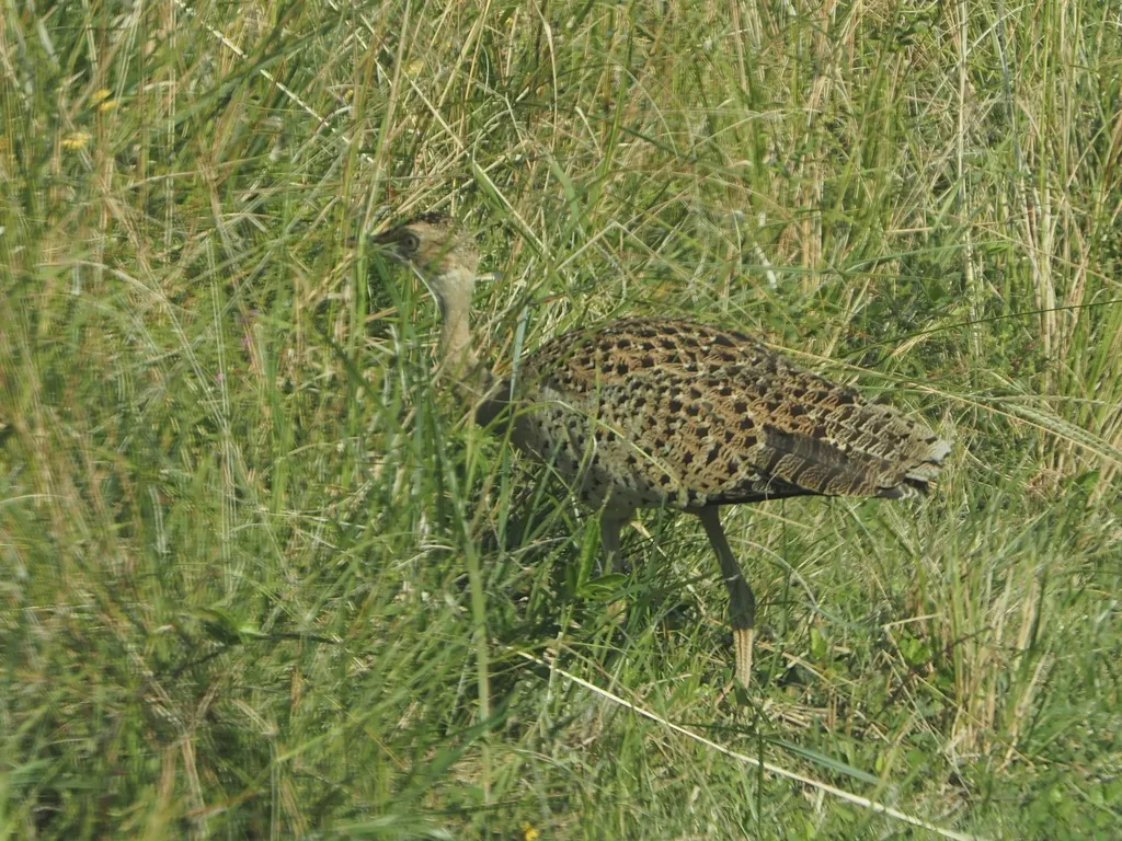 褐黑腹鸨(Lissotis melanogaster)
