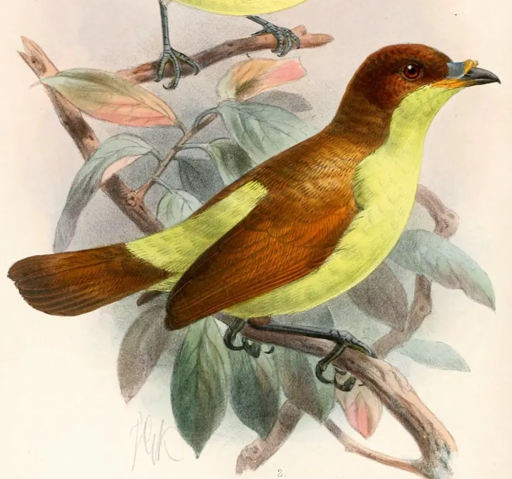 黄胸短嘴极乐鸟(Loboparadisea sericea)