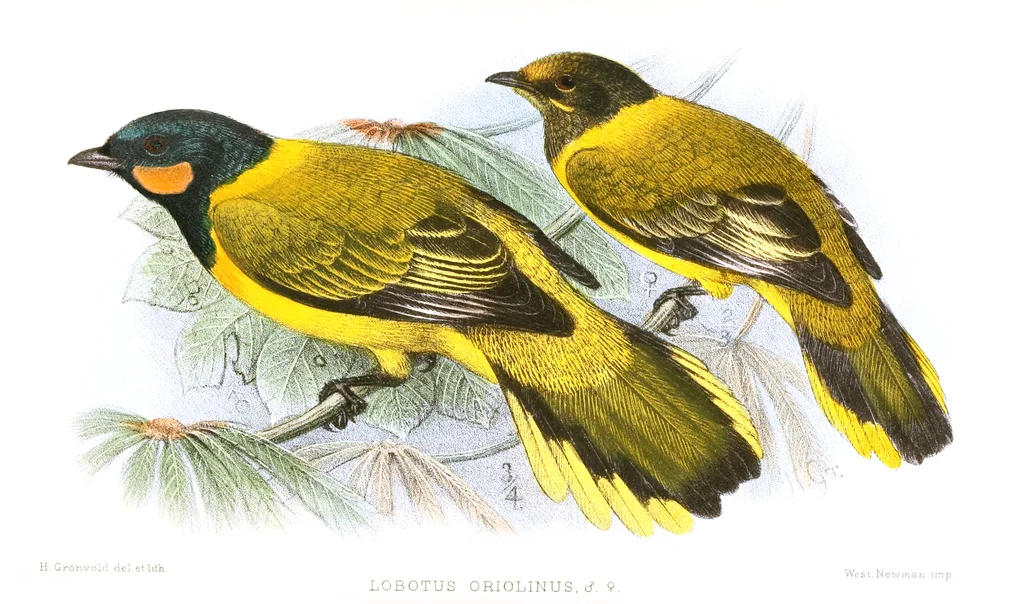鹂鹃鵙（Lobotos oriolinus）