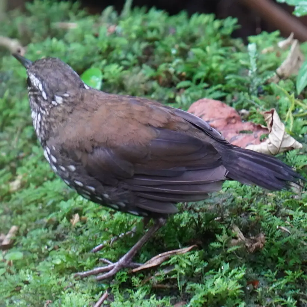 尖尾溪雀（Lochmias nematura）