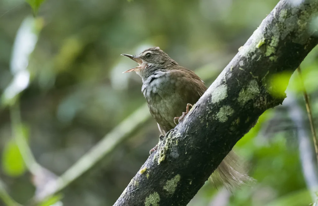 长尾短翅蝗莺(Locustella caudata)