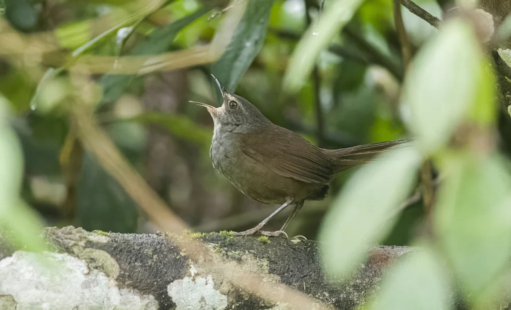 长尾短翅蝗莺(Locustella caudata)