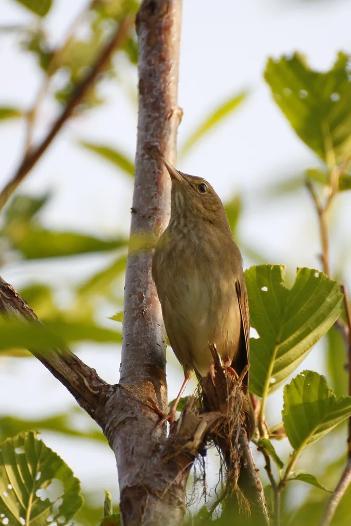 河蝗莺(Locustella fluviatilis)