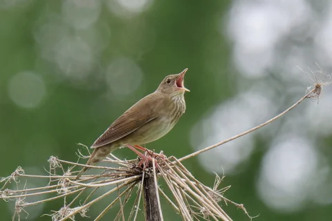 河蝗莺