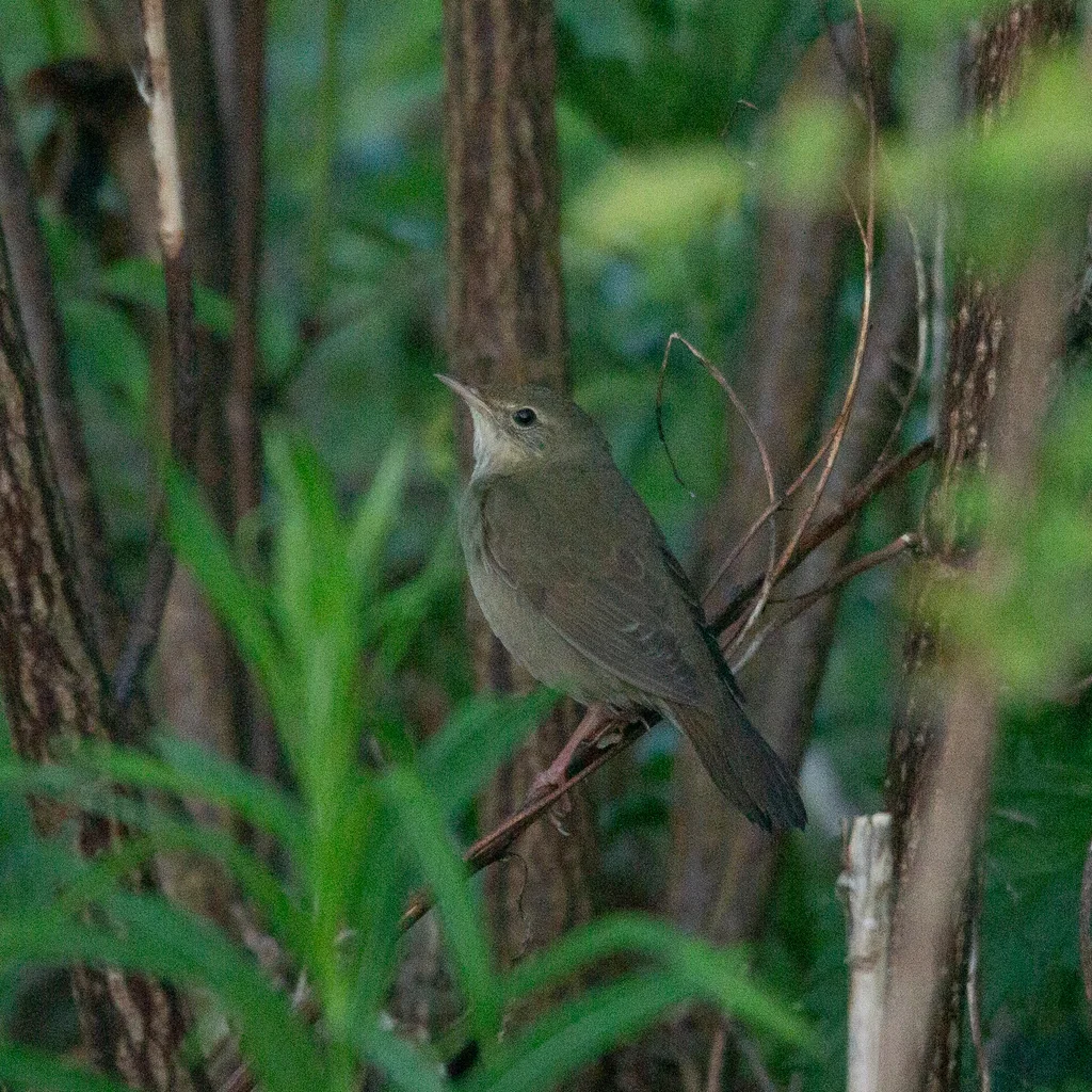 河蝗莺(Locustella fluviatilis)